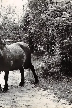 Ermelo Paard op het Bungalow- en Vakantieverblijf De Veluwe Zeeweg 37 HC1485 Wyprzedaż