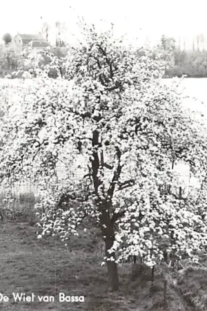 Niska cena Schoonrewoerd De Wiel van Bassa HC12889