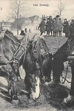 Dordrecht Losplaats aan den Bleekersdijk Paarden aan het ontbijt HC12826 Bezpieczna płatność