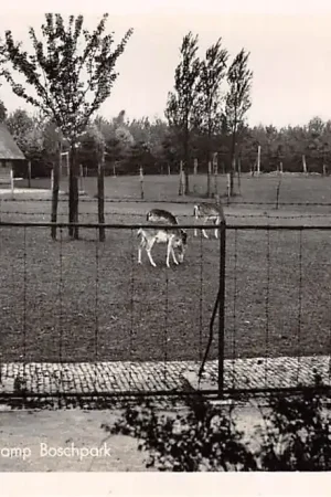 Alphen aan den Rijn Hertenkamp Boschpark 1949 HC7981 Bezpieczna płatność