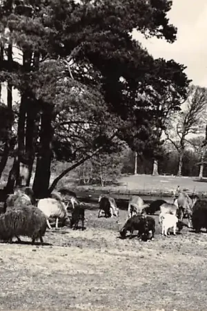 Wysoka jakość Wassenaar Dierenkamp Duinrell 1955 HC3240