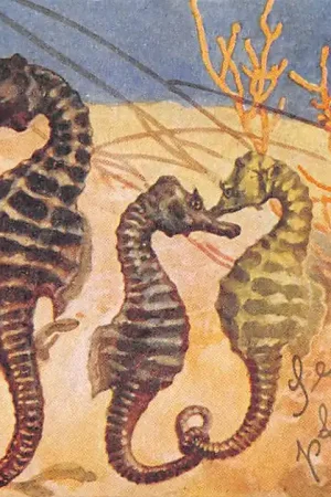 Darmowa dostawa Nederlands-Indië Zeepaardjes Indonesia HC45532