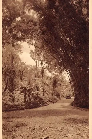 Trinidad B.W.I. A Country Road Zuid-Amerika HC35065 Najlepsza cena