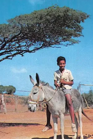 Kup teraz Nederlandse Antillen Curaçao Dividee Tree Jongen op muilezel Noord-Amerika HC14145