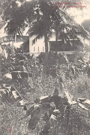 Madagascar Nossi-Be Un Jardin Tropical Bananiers et Cocolier Afrika AFrica HC5575 Premium