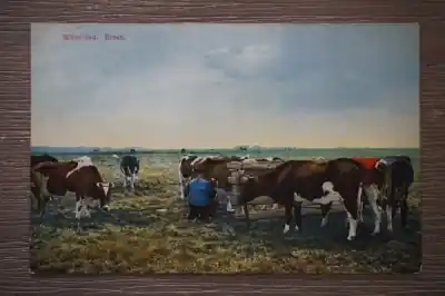 Autentyczny Broek in Waterland