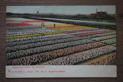 Haarlem Hyacinthenvelden Tani