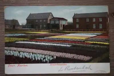 Kup teraz Haarlem Hyacinthenvelden