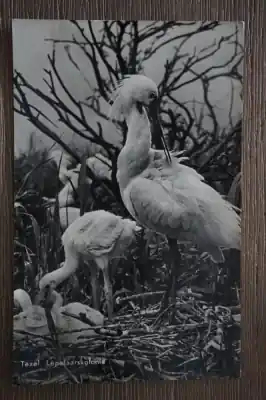 Ekspresowa dostawa Texel Lepelaarskolonie