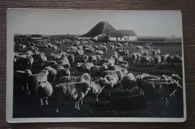 Texel Stamboekschapenfokkerij Zamów teraz