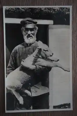 Premium Texel Texelaars