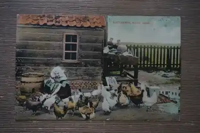 Walcheren Kippen voeren Popularny