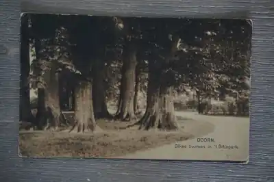 Doorn Dikke boomen in 't Sitiopark Oryginalny